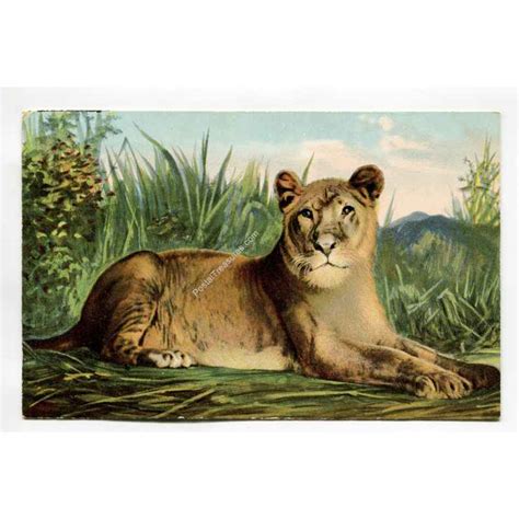 lioness vintage